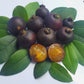 Guabiyu Fruit plant (Myrcianthes Pungens)