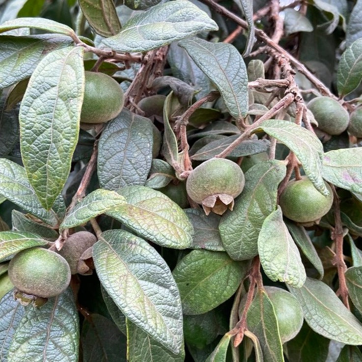Gabiroba Fruit Plant (Campomanesia rufa )