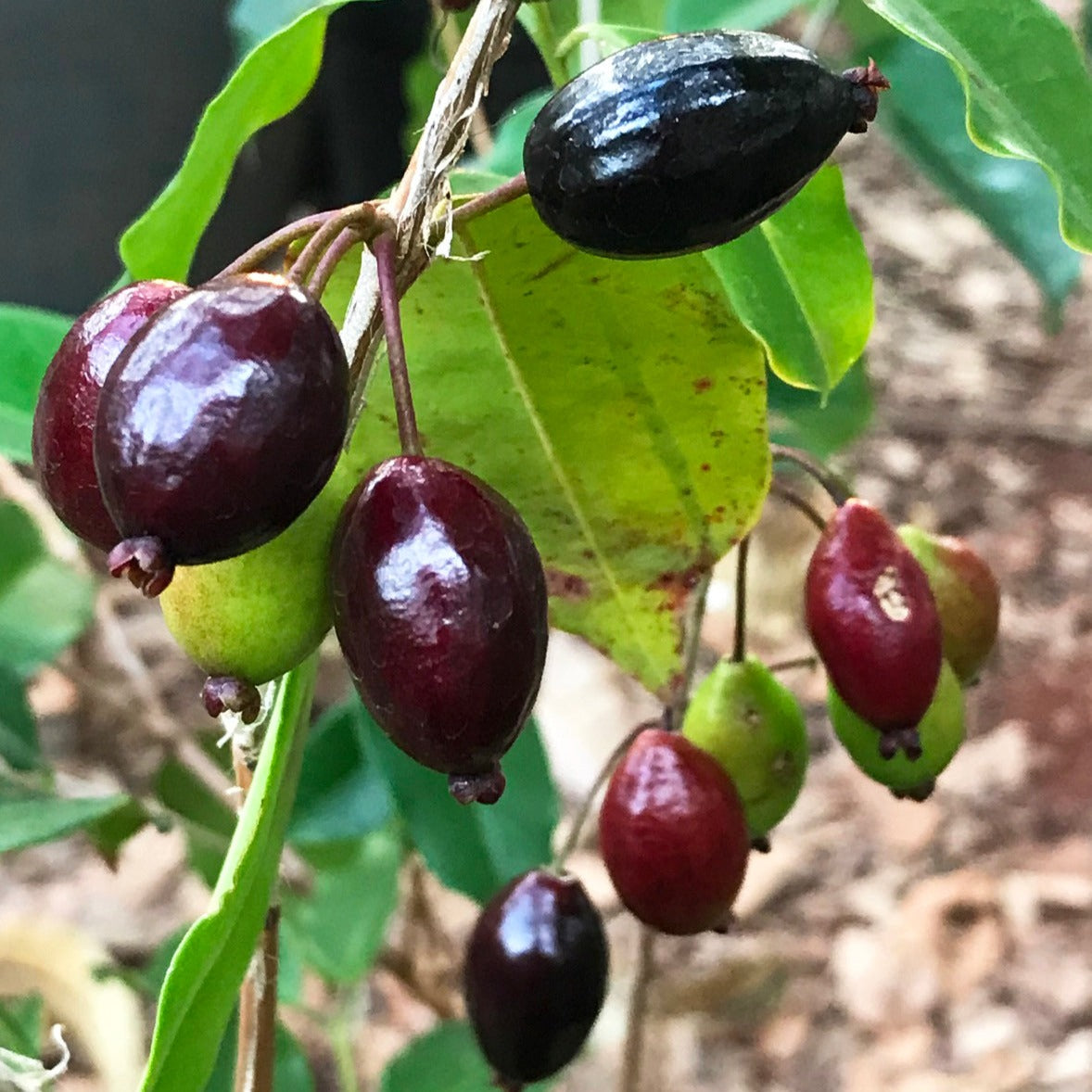 Guapi-Nhem Acu Fruit Plant (Eugenia zuccarinii)