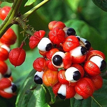 guarana seeds for planting Guarana Fruit Plant ( Paullinia cupana) – veliyathgardens