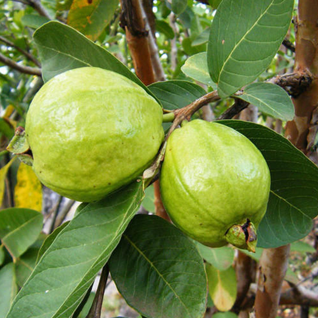 Lalith Guava Live Plant (Psidium guajava)