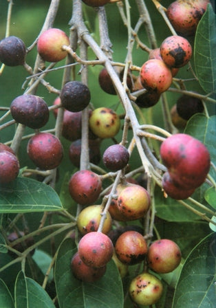 Gulgutia Fruit Plant (Protium serratum)