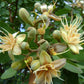 Jatoba Fruit Plant (Hymenaea courbaril )