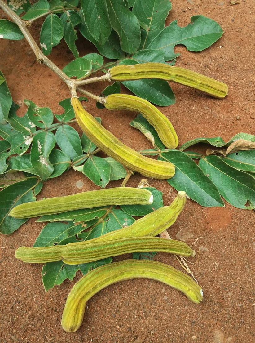 Ice Cream Bean Fruit Plants (Inga Edulis) veliyathgardens