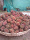 Tadal Fruit Live Plant (Nephelium ramboutan-ake)