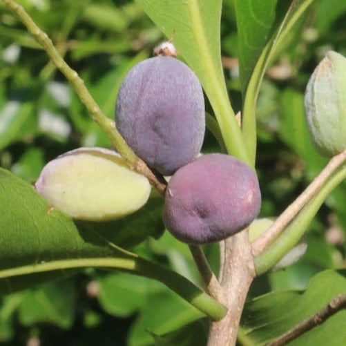 Damson Plum Fruit Plant (Terminalia microcarpa)