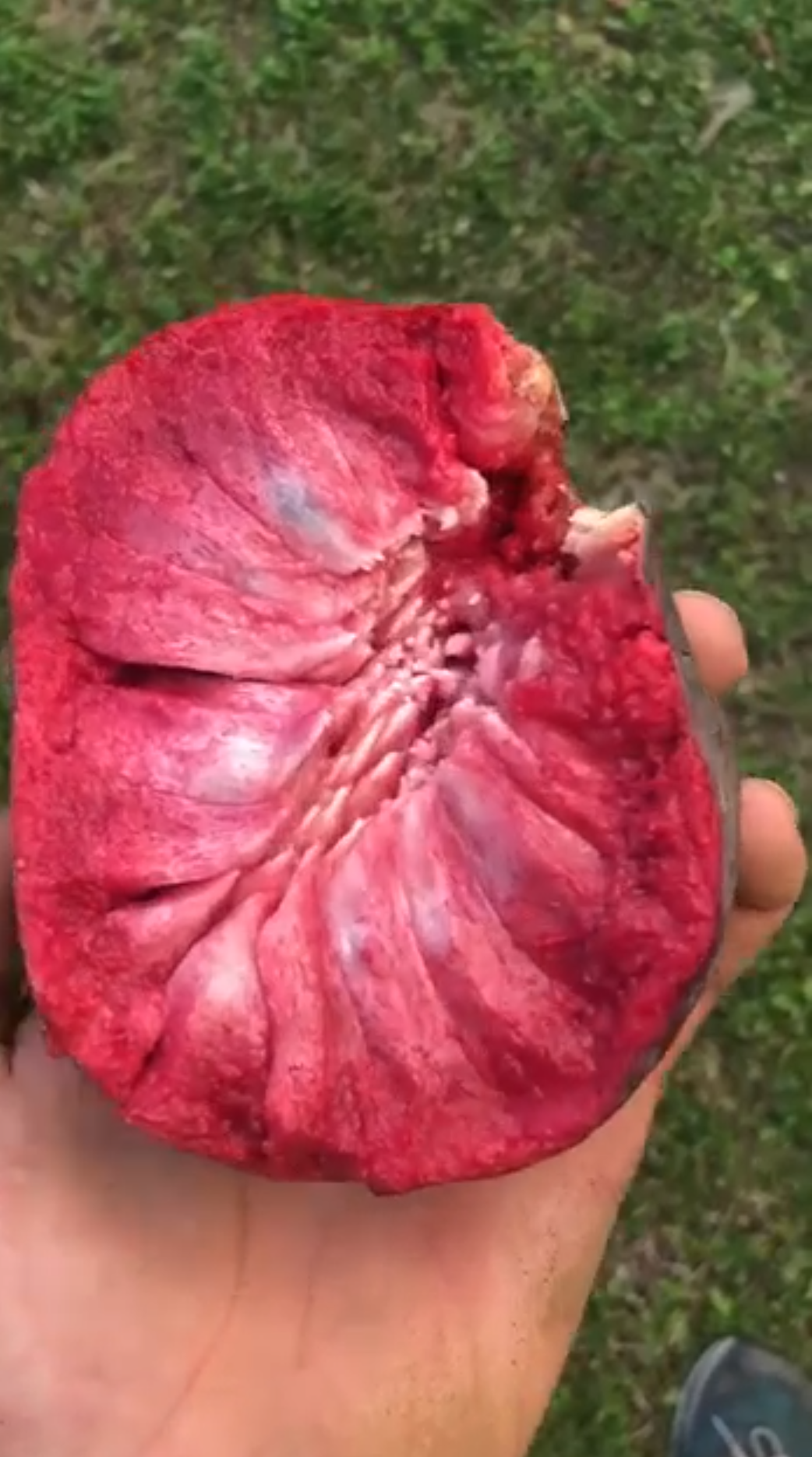 Red Ilama Fruit Plant (Annona Diversifolia)