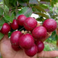 Ruby Longan Fruit Plant ( Dimocarpus longan)