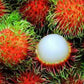 KG10 Rambutan Live Plants (Red)