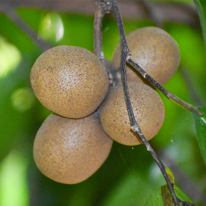 Kepel Fruit Plants (Stelechocarpus Burahol)