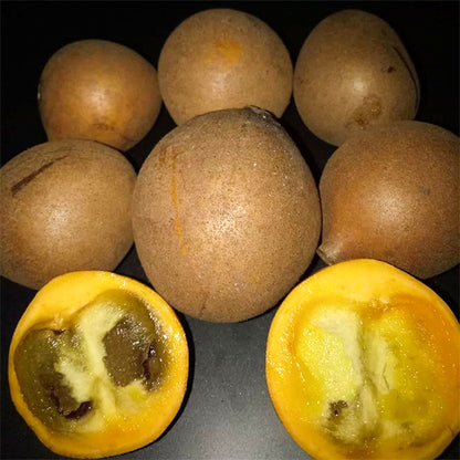 Kepel Fruit Plants (Stelechocarpus Burahol)