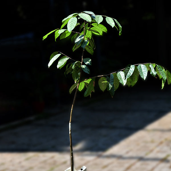 Kepel Fruit Plants (Stelechocarpus Burahol) – veliyathgardens