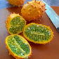 Kiwano Melon Fruit plant (Cucumis metuliferus)