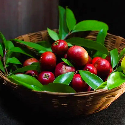 Sweet Kokum Fruit Plants (Garcinia Indica)