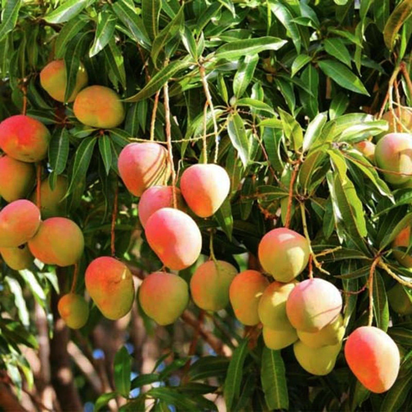 Kottukonam Mango Live Plants