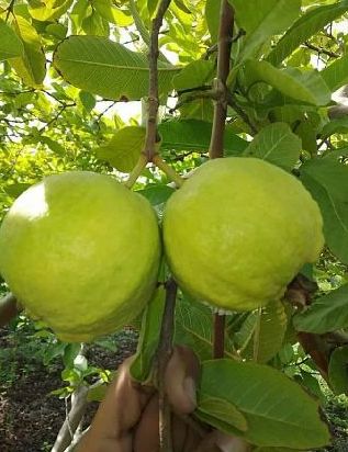 L 49 Guava Live Plant (Psidium Guajava)