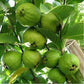 L 49 Guava Live Plant (Psidium Guajava)