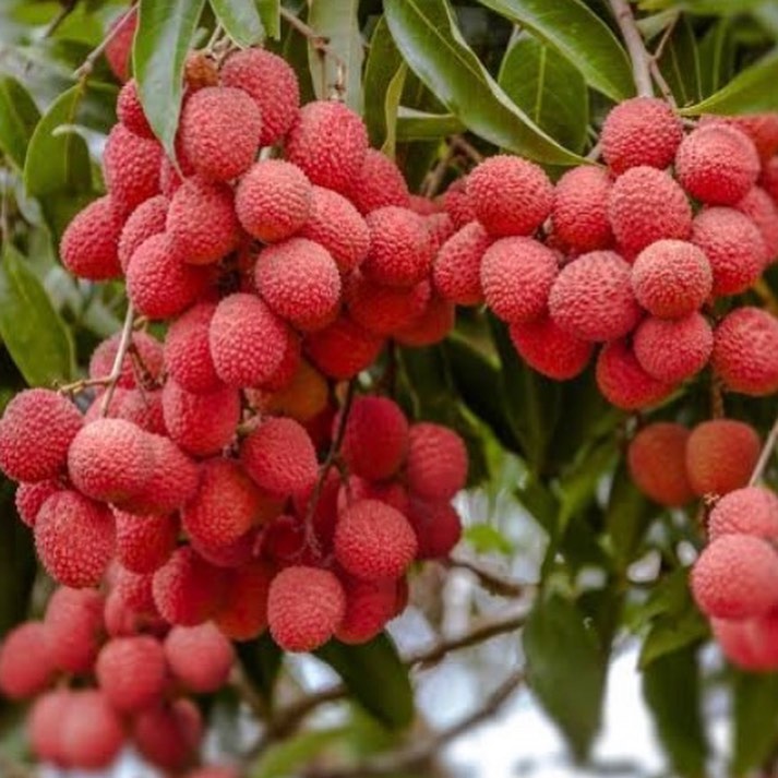 Litchee Fruit Plants (Litchi Chinensis)