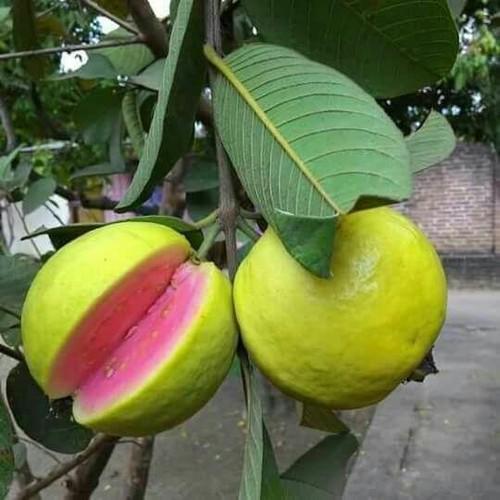 Lalith Guava Live Plant (Psidium guajava)