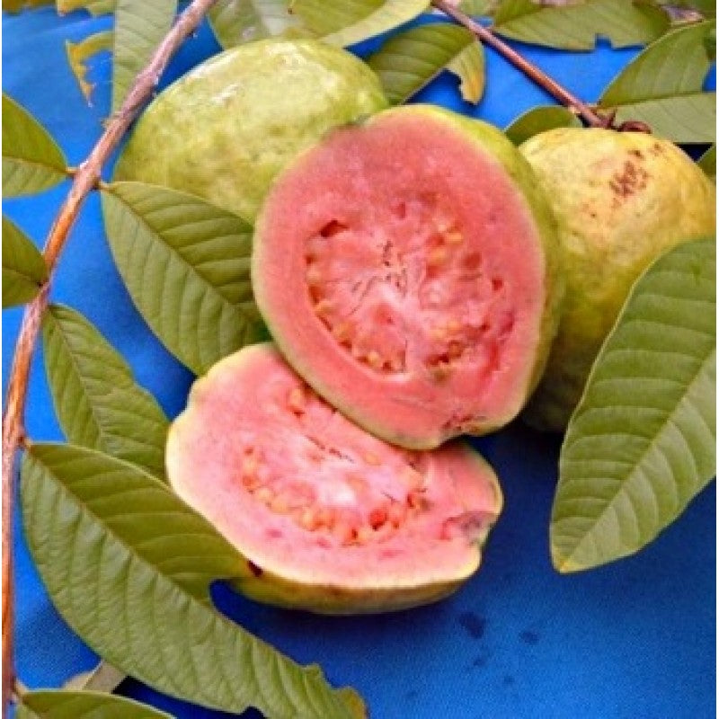 Lalith Guava Live Plant (Psidium guajava)