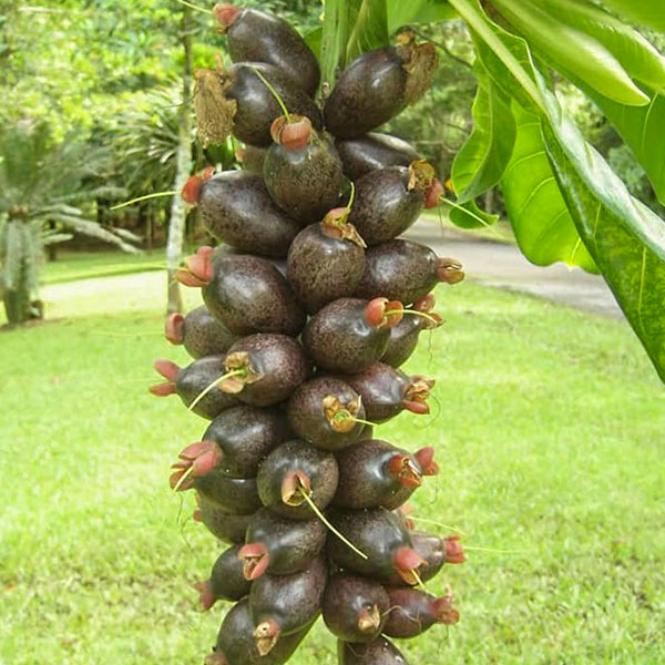 Cut Nut Fruit Plants (Barringtonia Edulis)