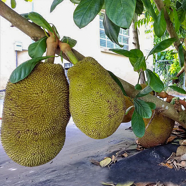 Cheena Chempedak Live Plants