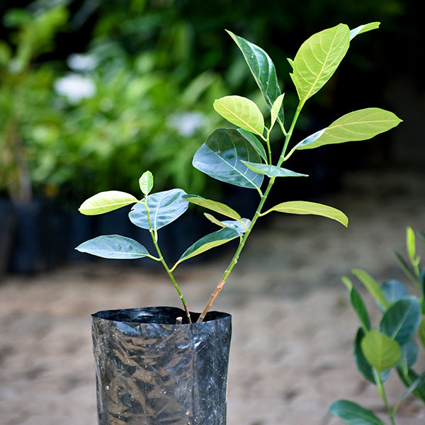 Daeng Suriya Jack Fruit Plant (Artocarpus heterophyllus)