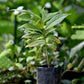 Soncoya Fruit Plants (Annona Purpurea)