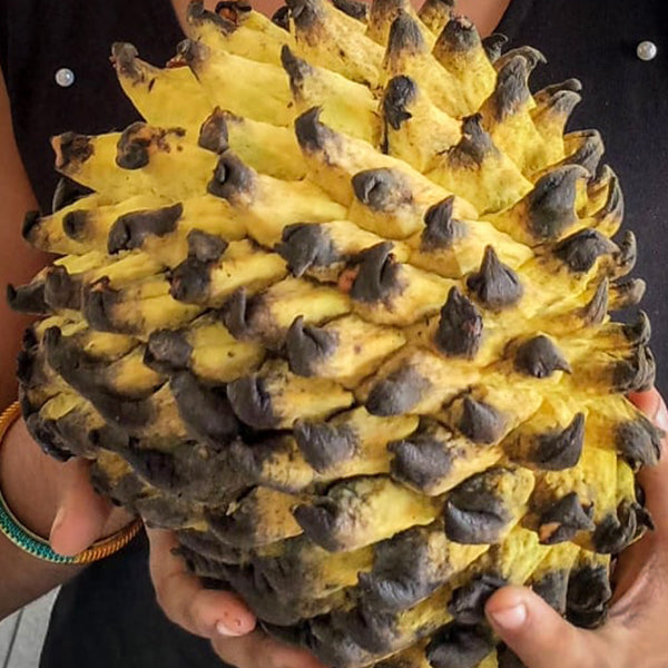 Rollinia Fruit Plants (Rollinia Deliciosa) – veliyathgardens