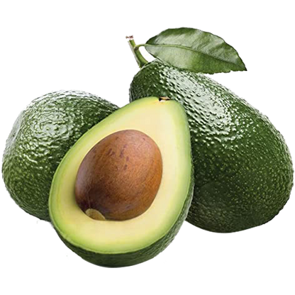 Avocado Fruit TKD1 Plants (Persea Americana)