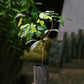 KAK JAM Fruit Plants (Lepisanthes Rubiginosa)