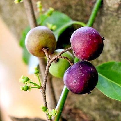 Burmese Cherry Fruit Plants (Flacourtia SP)