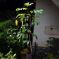 Rambutan Rongrien Live Plants