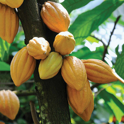 Cocoa Fruit Plants (Theobroma Cacao)