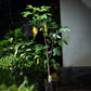 Rambutan Binjai Live Plants