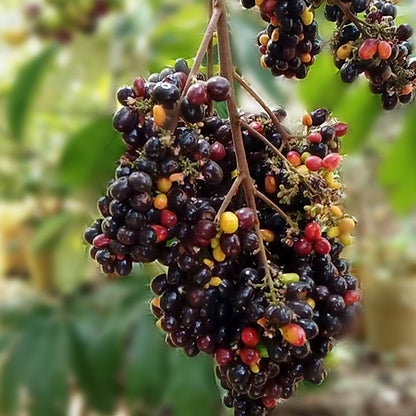 KAK JAM Fruit Plants (Lepisanthes Rubiginosa)