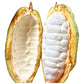 Cocoa Fruit Plants (Theobroma Cacao)