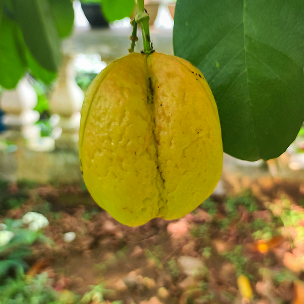 Akee Fruit Plants (Blighia Sapida)