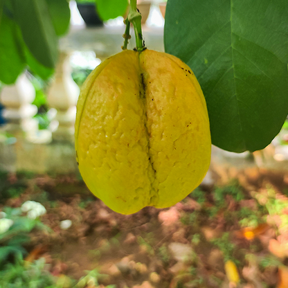 Akee Fruit Plants  (Blighia Sapida)