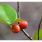 Cedar Bay Cherry Fruit Plant (Eugenia Reinwardtiana)