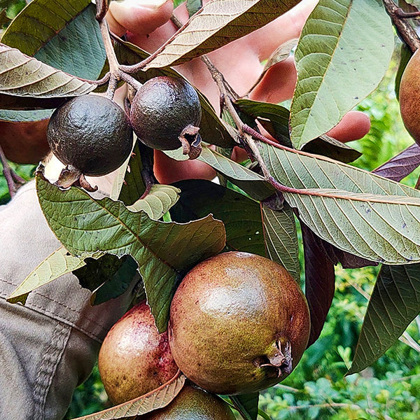 Purple  guava Live Plant (Psidium guajava)