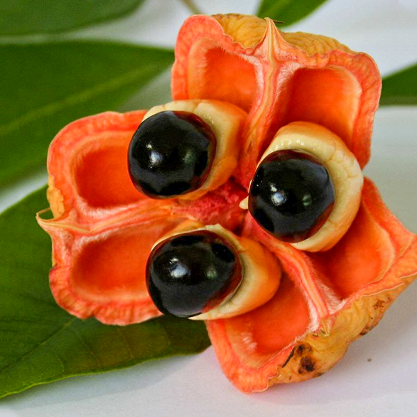 Akee Fruit Plants (Blighia Sapida)