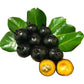 Dwarf Grumichama Fruit Plants (Eugenia itaguahiensis)