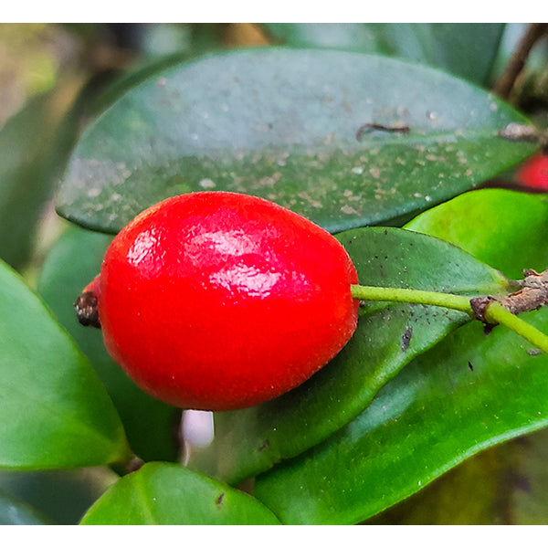 Cedar Bay Cherry Fruit Plant (Eugenia Reinwardtiana)