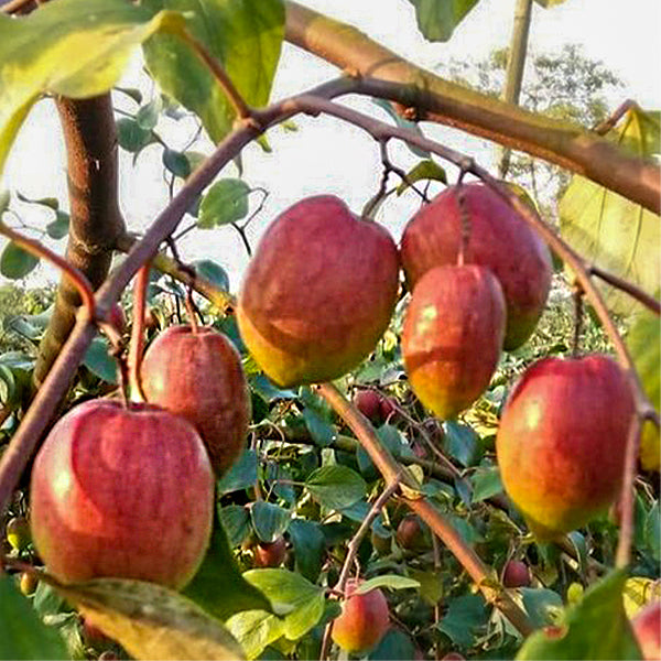 Ber Apple Red Fruit Plants (Ziziphus Mauritiana)