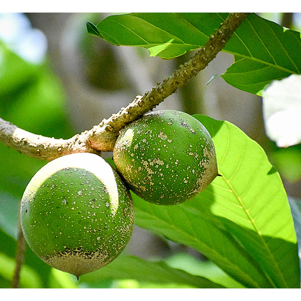 Green sapote Fruit Plants (Pouteria Viridis)