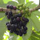 Amazon Tree Grape Fruit Plants (Pourouma Cecropiifolia)