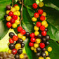 Bignay Fruit Plants (Antidesma Bunius)