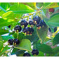 Grumichama Fruit Plants (Eugenia brasiliensis)