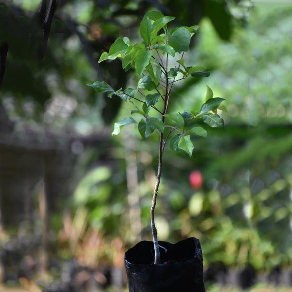 Burmese Cherry Fruit Plants (Flacourtia SP)